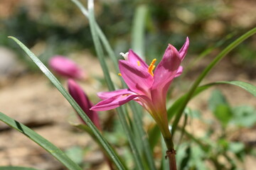 spring crocus flowers