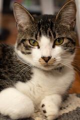 portrait of a cat looking fierce at the camera