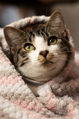 cute kitten in blanket