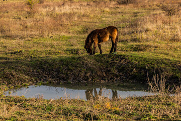 European wild horse (Equus ferus ferus) in Milovice Nature Reserve, Czech Republic