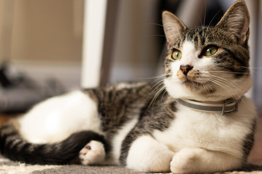 portrait of a cat on a mat