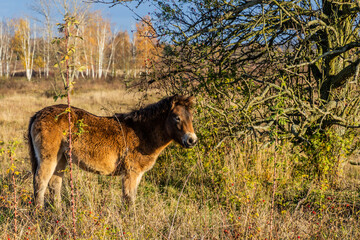 European wild horse (Equus ferus ferus) in Milovice Nature Reserve, Czech Republic