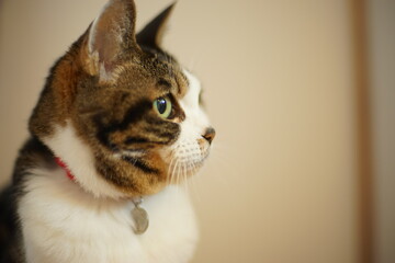 Portrait of old tabby cat