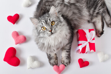 A cute gray cat lies next to knitted hearts. Love for pets. Valentine's Day. Flat lay.
