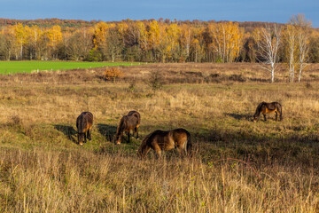 European wild horses (Equus ferus ferus) in Milovice Nature Reserve, Czech Republic