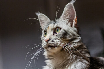 Portrait of a young Maine Coon cat