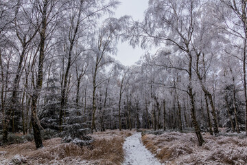 Winter view of a birch forest in the Czech Republic