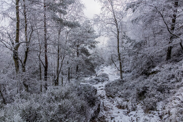 Winter view of a path through a forest at Decinsky Sneznik mountain in the Czech Republic