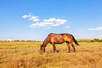 Fototapeta na wymiar Brown horse grazing on the summer meadow 