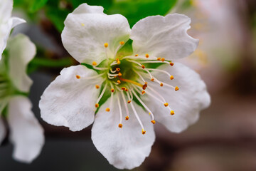 Closeup macro shot of Blossoming an cherry tree in garden