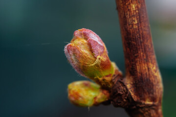 one blooming young bud on a tree branch with blurry background macro shot spring