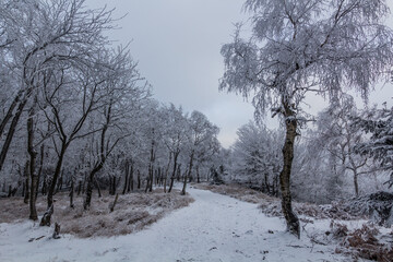 Winter view of a path through a forest at Decinsky Sneznik mountain in the Czech Republic