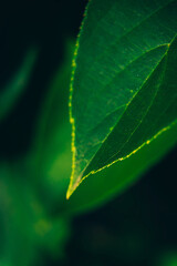 Macro closeup green leaves texture shot of small plant
