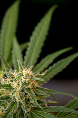 Marijuana flowers full of resin in the bloom close up macro shot on the dark background