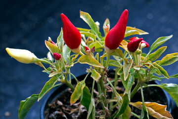 Red hot chili peppers growing in the pot on the dark backround
