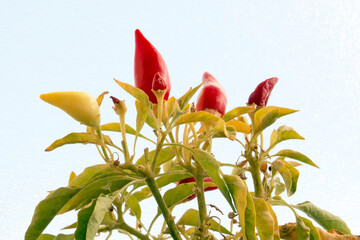 Red hot chili peppers growing in the pot on the blue sky backround