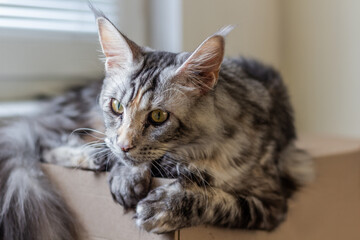 Portrait of a young Maine Coon cat