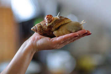 Big brown snail Achatina on woman hand. The African snail, which is grown at home as a pet, and also used in cometology. Copy spase