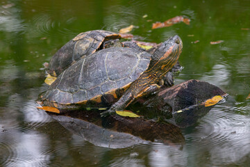Obraz premium South American freshwater tropical turtle on the ground outside the lagoon.