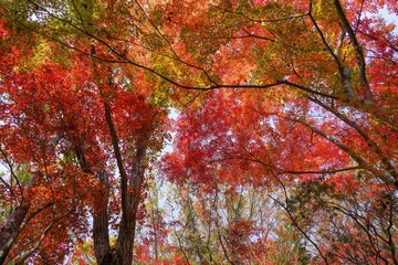 青空バックに見上げるカラフルな紅葉情景＠神戸、兵庫