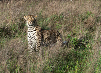 Naklejka premium African Leopard in South Africa