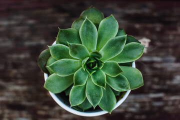 Succulent small plant in decorative bucket on wooden background