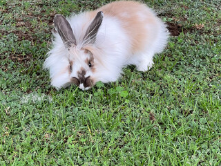 Cruza de conejo cabeza de león.