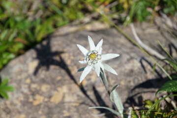 ハヤチネウスユキソウ