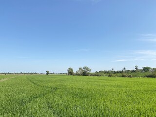 green rice field in country Thailand