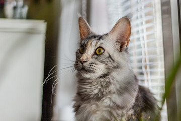 View of young Maine Coon cat