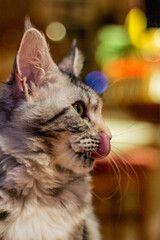 View of young Maine Coon cat licking herself