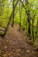 Fototapeta na wymiar Hiking trail in Cesky kras nature protected area, Czech Republic