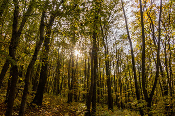 Autumn forest in Cesky kras nature protected area, Czech Republic