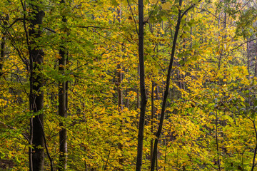 Autumn forest in Cesky kras nature protected area, Czech Republic