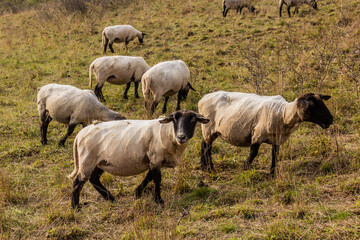 Obraz premium Sheep on a pasture in Cesky kras nature protected area, Czech Republic