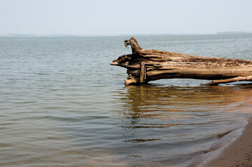 The trunk of a fallen tree with large dry roots lies on the sandy shore of a large lake in the early summer morning.