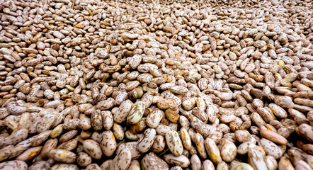 Pile of Pinto Bean .