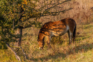 Wild horse (Equus ferus) in a reserve near Milovice, Czechia