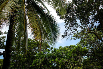 Fototapeta premium palm tree in the sun