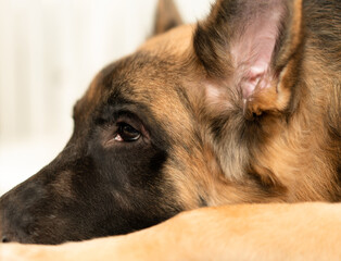 dog lying with child owner in pet love concept
