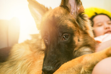 dog look at camera with owner in pet love concept