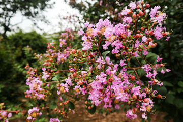 Obraz premium flowers in the garden