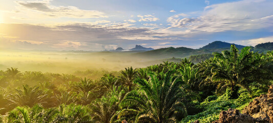 Fototapeta na wymiar Sunrise view of palm oil plantation At Lahad Datu Sabah, Malaysia Borneo.