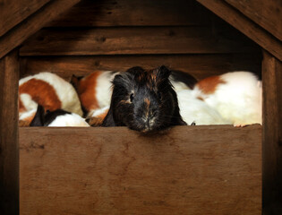 Obraz premium Super cute guinea pig aka domestic cavy inside a lovely wood pet house with their head outside looking straight to the camera. Selective focus and blurred background and part of the foreground.