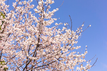 青空の中で満開の暖流桜	