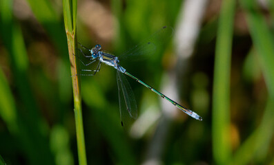 blue dragonfly on a green leaf