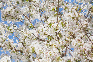 番所丘公園の満開の桜を近接撮影	