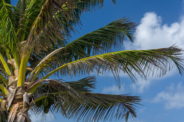 Fototapeta premium coconut palm tree