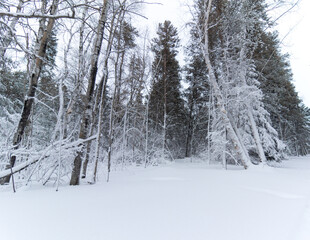 Snowy forest in the winter