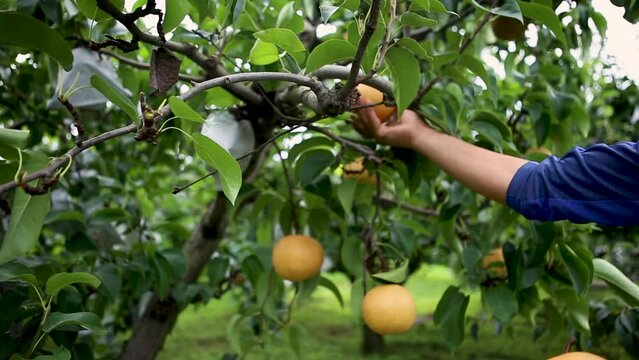 Location in Gangwon-do, South Korea
orchard Korean pear harvest